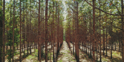 zalesianie db energy